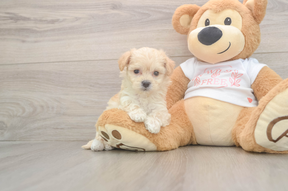 5 week old Maltipoo Puppy For Sale - Simply Southern Pups