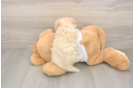 Funny Maltipoo Poodle Mix Pup