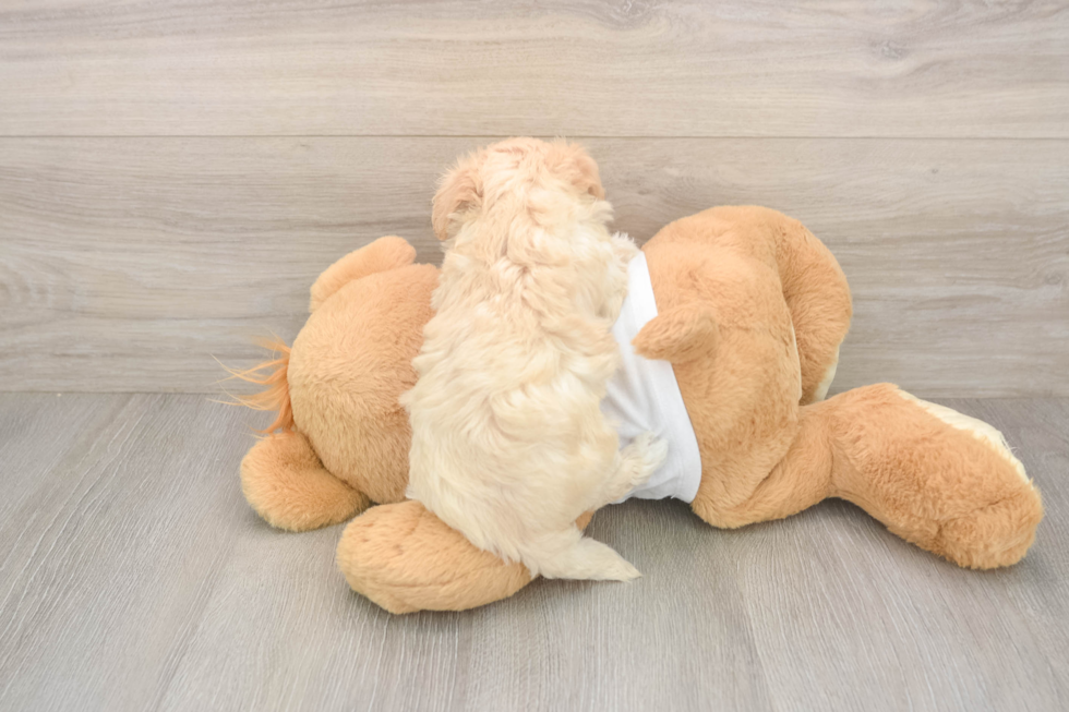 Funny Maltipoo Poodle Mix Pup