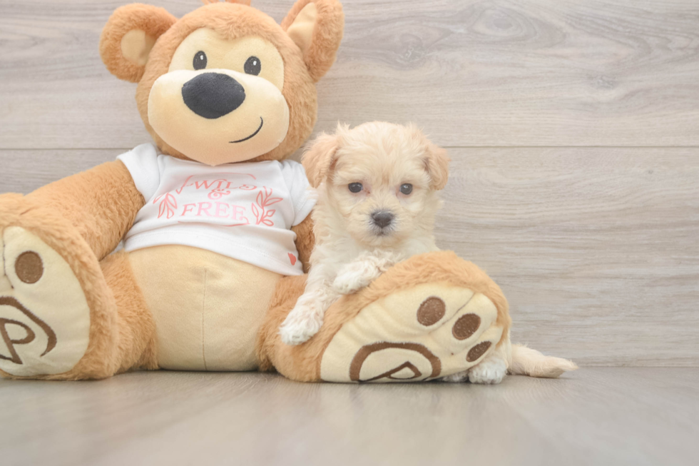 Popular Maltipoo Poodle Mix Pup