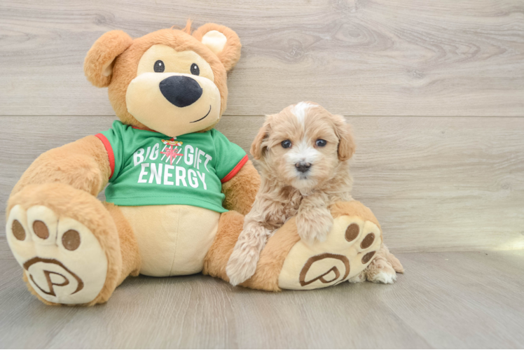 Friendly Maltipoo Baby