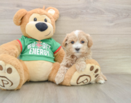 7 week old Maltipoo Puppy For Sale - Simply Southern Pups