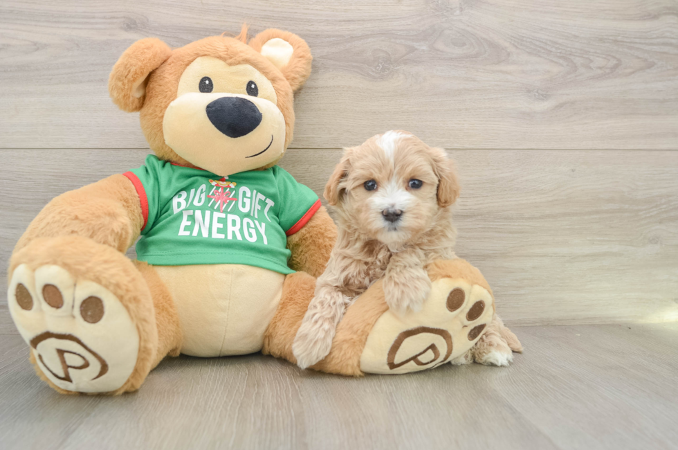 5 week old Maltipoo Puppy For Sale - Simply Southern Pups