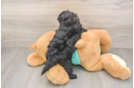 Friendly Maltipoo Baby