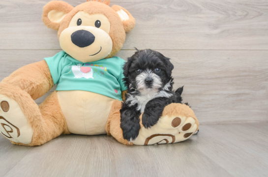 Maltipoo Puppy for Adoption