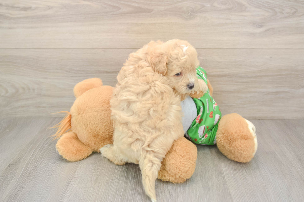 Hypoallergenic Maltese Poodle Poodle Mix Puppy