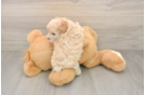 Maltipoo Puppy for Adoption