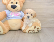 8 week old Maltipoo Puppy For Sale - Simply Southern Pups