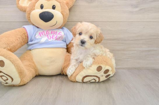 Cute Maltipoo Baby