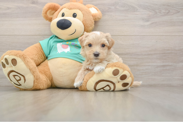 Cute Maltipoo Baby