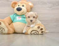 7 week old Maltipoo Puppy For Sale - Simply Southern Pups