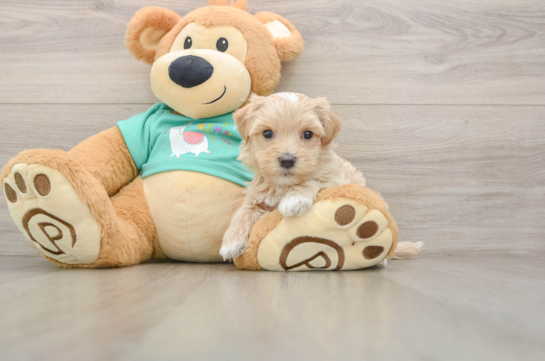 Cute Maltipoo Baby