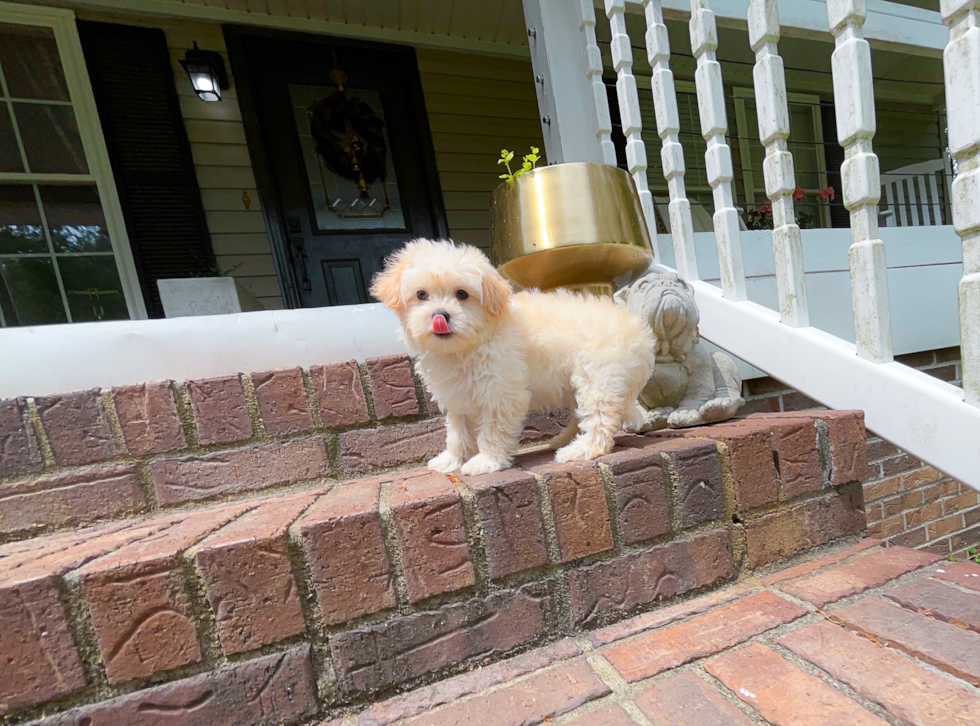 Cute Maltipoo Baby