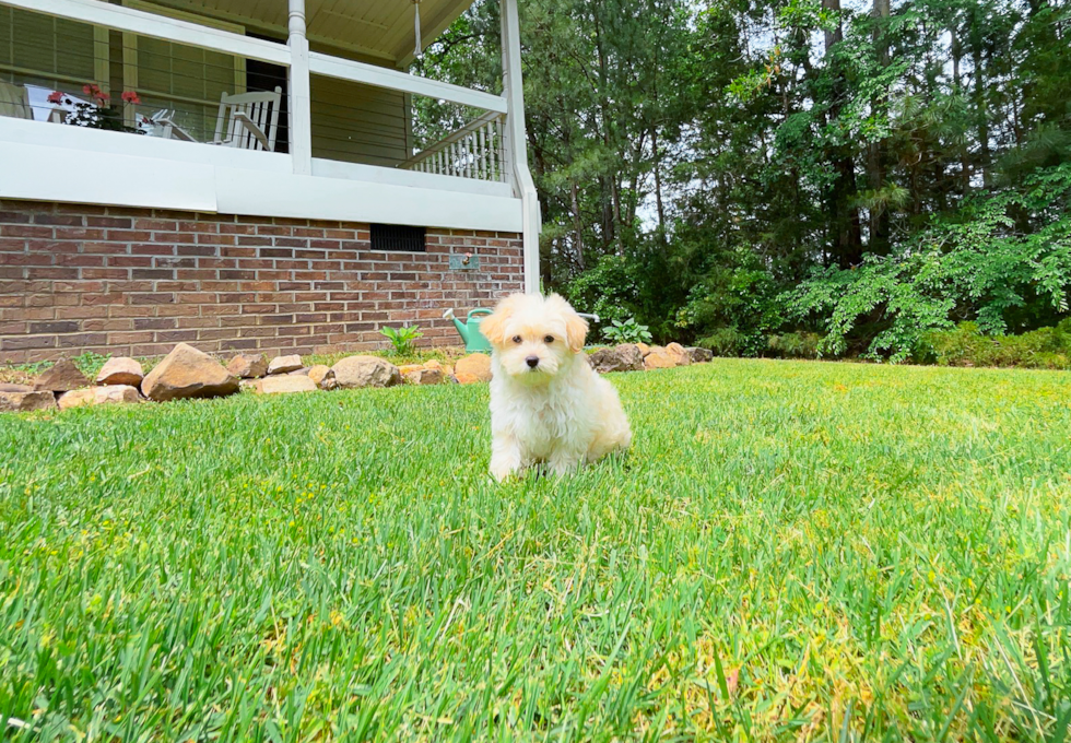 Maltipoo Puppy for Adoption