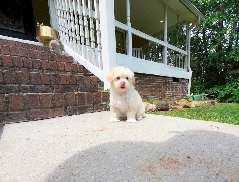 Cute Maltipoo Baby