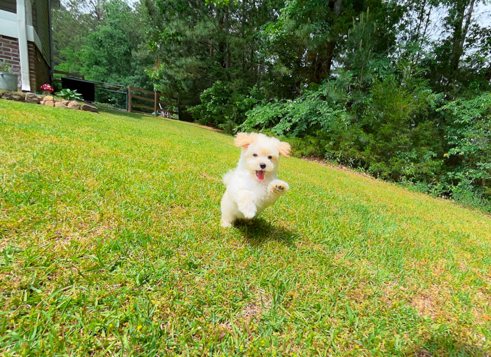 Maltipoo Pup Being Cute