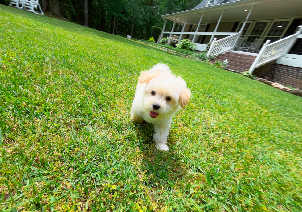 Best Maltipoo Baby