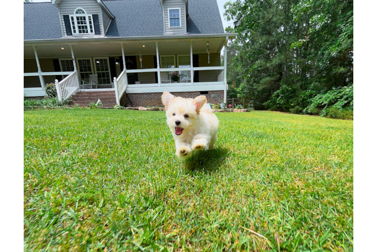 Maltipoo Pup Being Cute