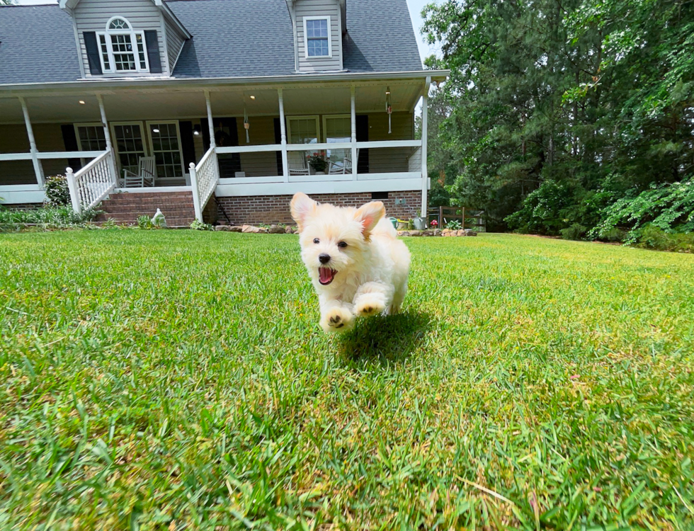 Maltipoo Pup Being Cute