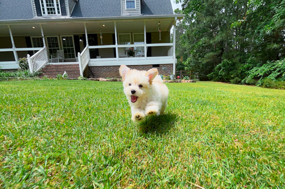 9 week old Maltipoo Puppy For Sale - Simply Southern Pups