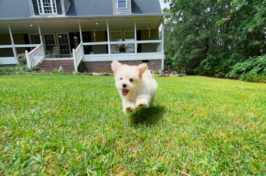 Maltipoo Pup Being Cute