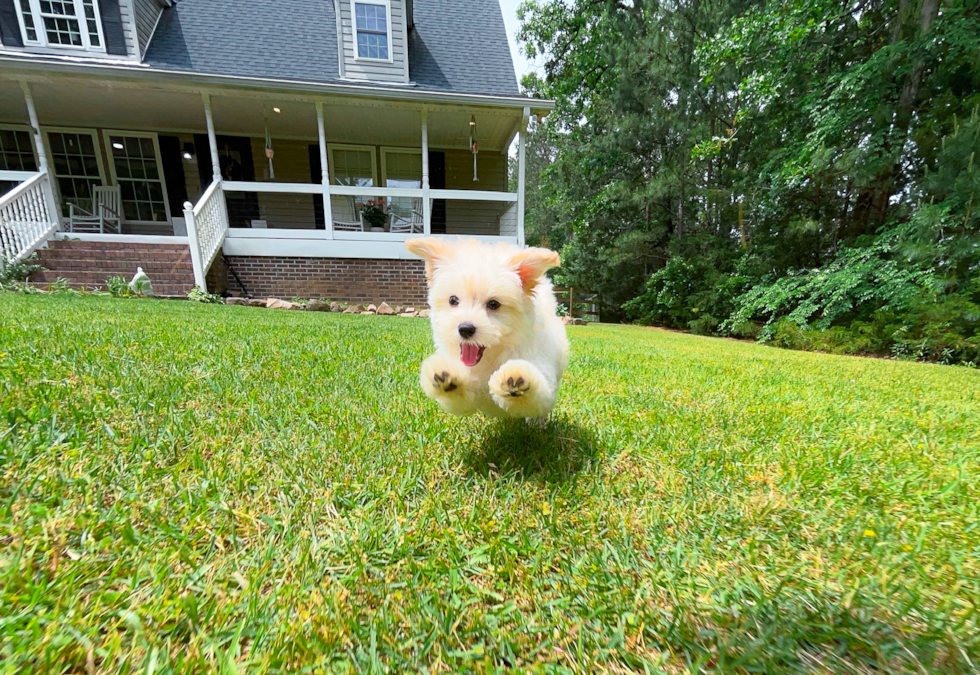 Best Maltipoo Baby
