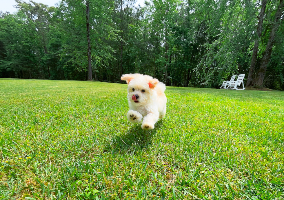 Maltipoo Puppy for Adoption