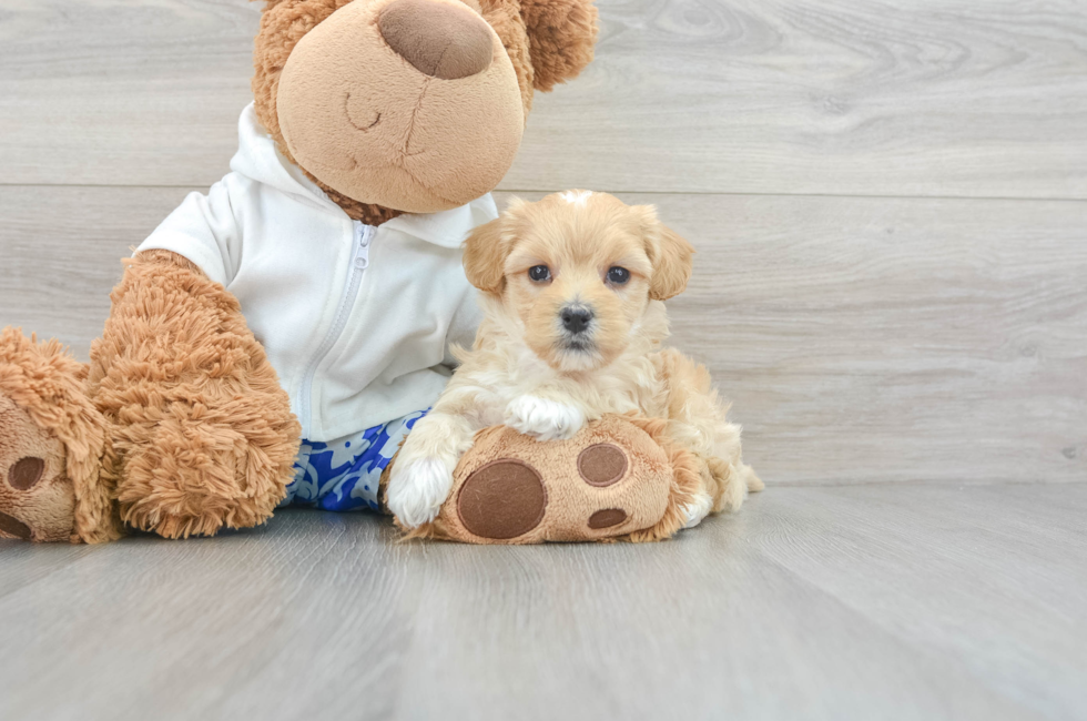 5 week old Maltipoo Puppy For Sale - Simply Southern Pups