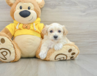 8 week old Maltipoo Puppy For Sale - Simply Southern Pups