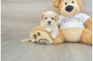 Best Maltipoo Baby