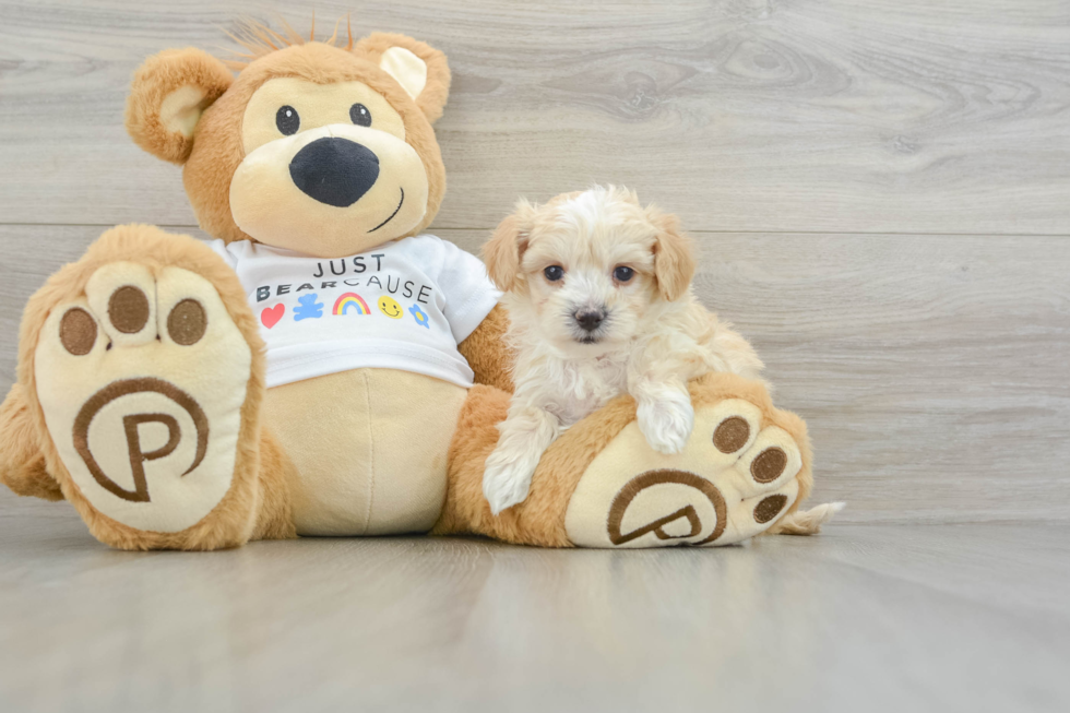 Smart Maltipoo Poodle Mix Pup