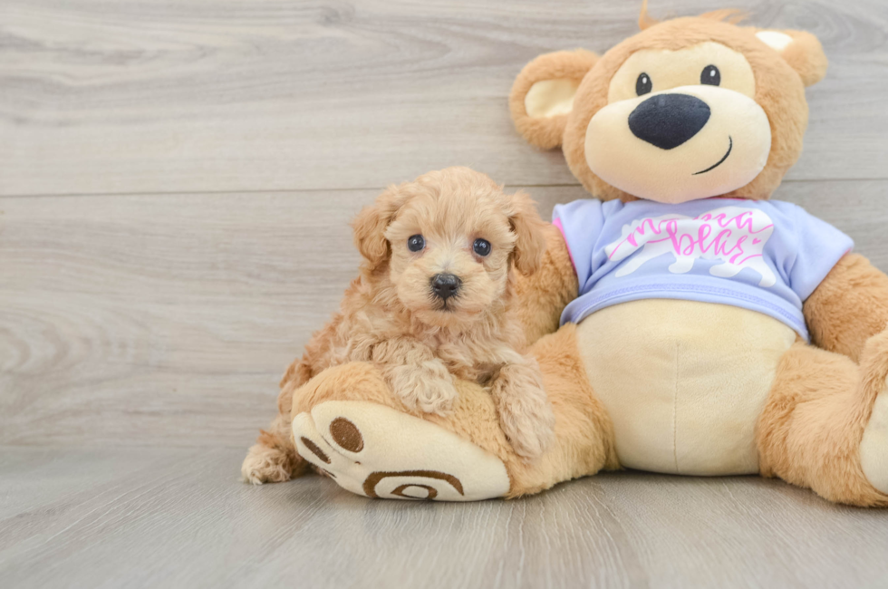 6 week old Maltipoo Puppy For Sale - Simply Southern Pups