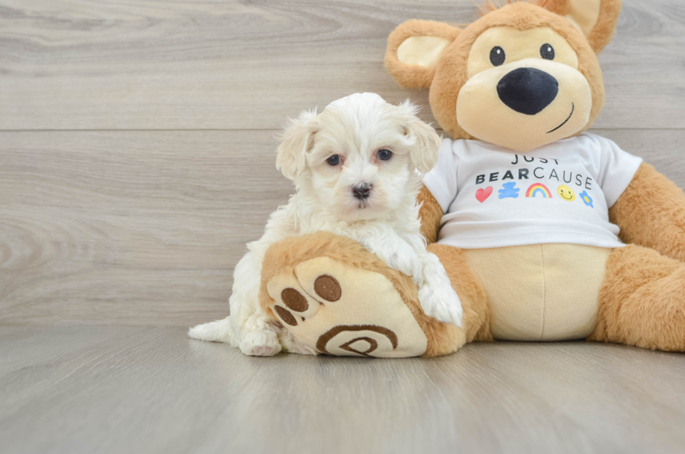 6 week old Maltipoo Puppy For Sale - Simply Southern Pups