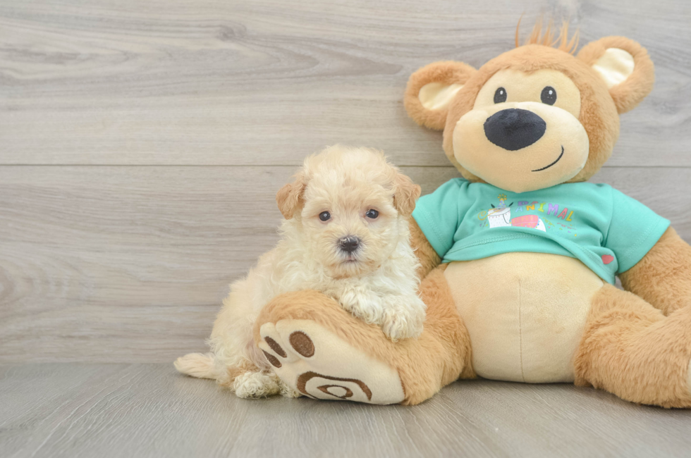 6 week old Maltipoo Puppy For Sale - Simply Southern Pups