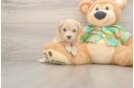Fluffy Maltipoo Poodle Mix Pup