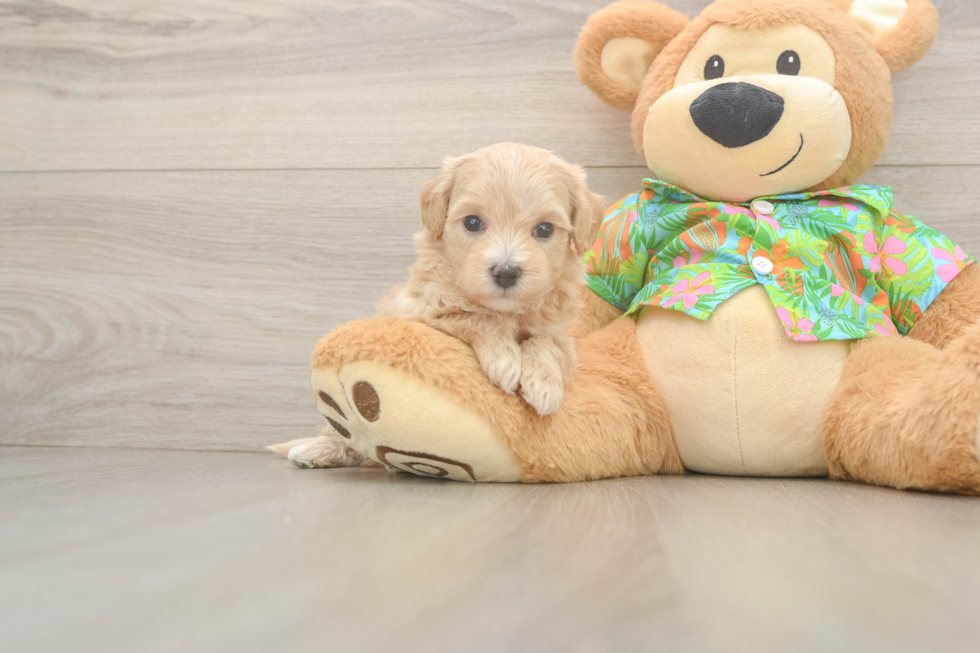 Fluffy Maltipoo Poodle Mix Pup