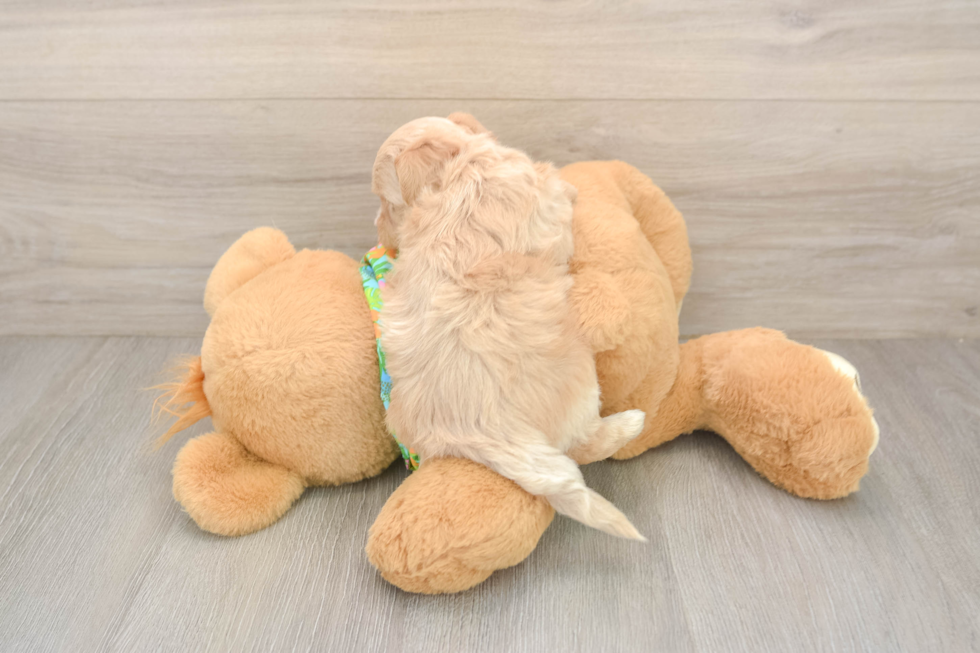 Best Maltipoo Baby