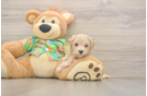 Popular Maltipoo Poodle Mix Pup