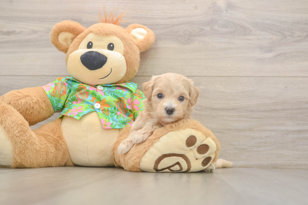 Popular Maltipoo Poodle Mix Pup