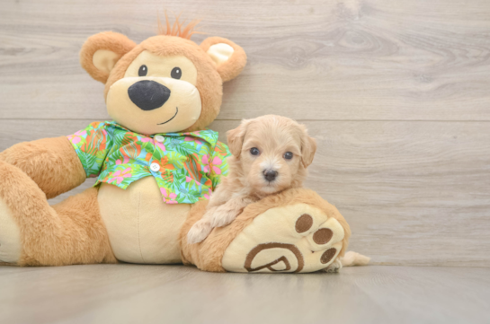 Popular Maltipoo Poodle Mix Pup