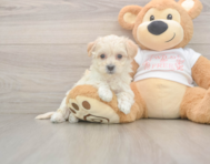 9 week old Maltipoo Puppy For Sale - Simply Southern Pups