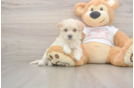 Maltipoo Puppy for Adoption