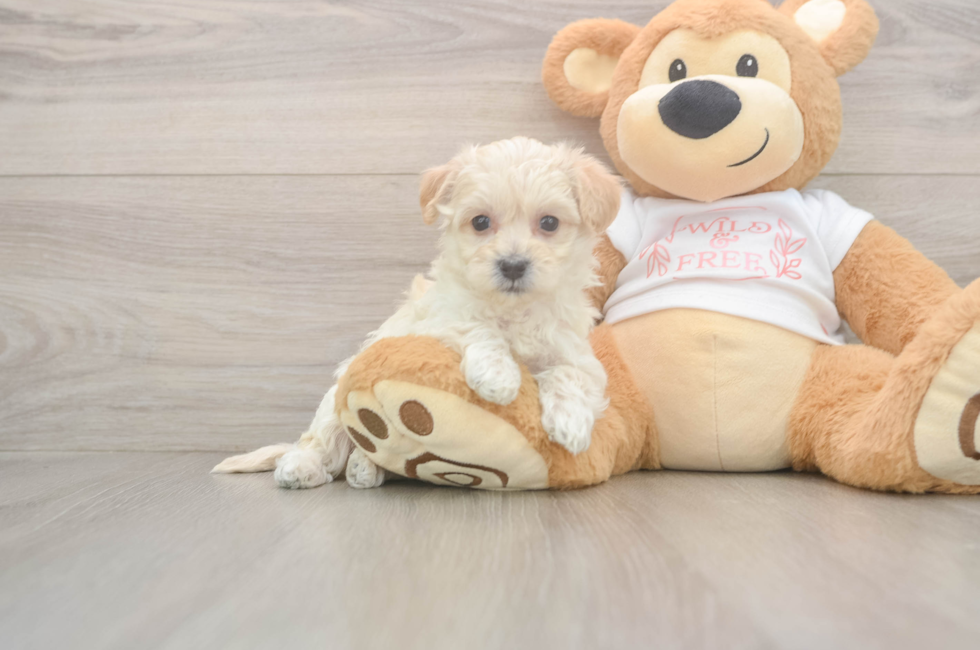 5 week old Maltipoo Puppy For Sale - Simply Southern Pups