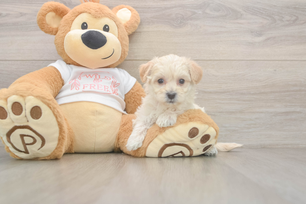 Maltipoo Puppy for Adoption