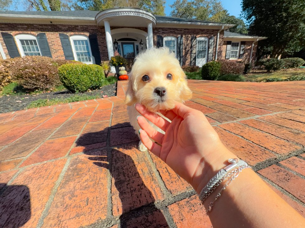 Cute Malt a Poo Poodle Mix Puppy