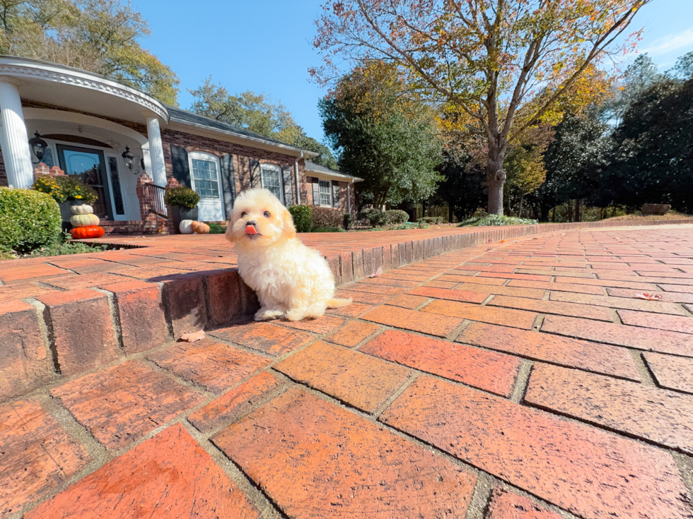 Maltipoo Puppy for Adoption