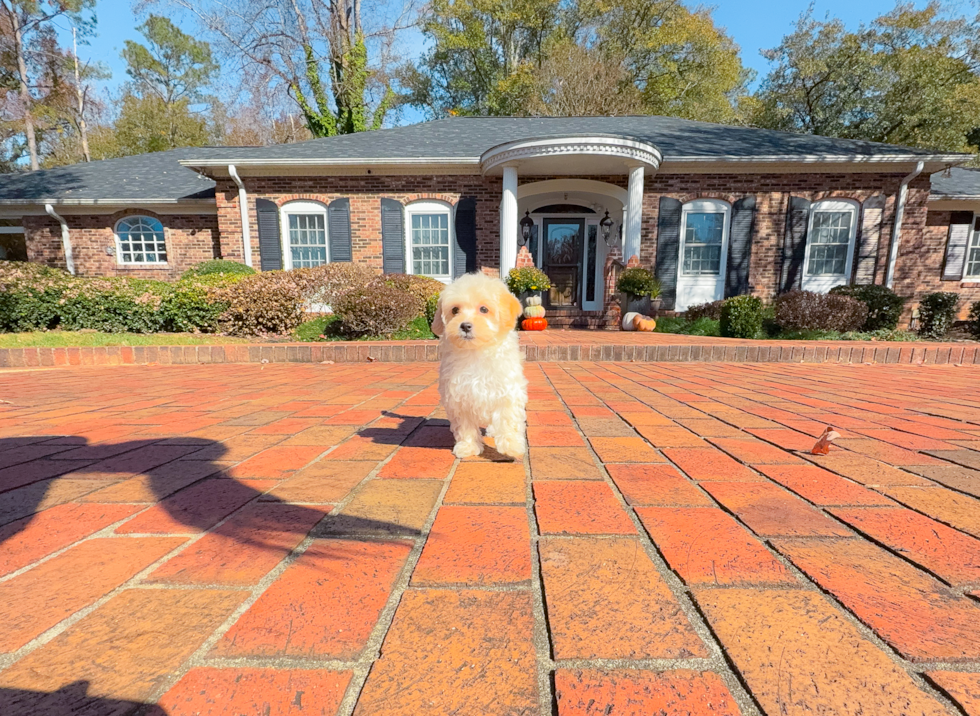 Maltipoo Pup Being Cute