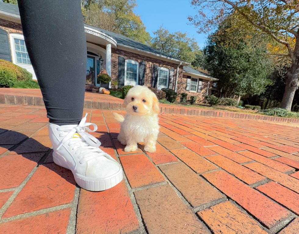 Cute Malt a Poo Poodle Mix Puppy