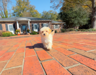 9 week old Maltipoo Puppy For Sale - Simply Southern Pups