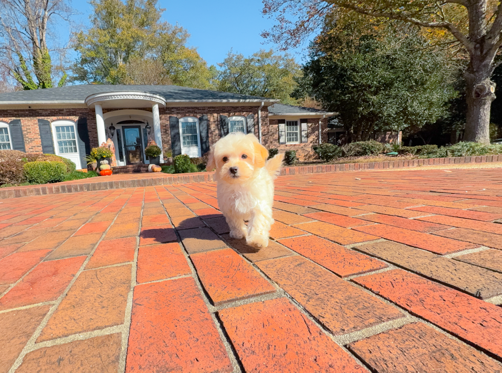 Maltipoo Pup Being Cute